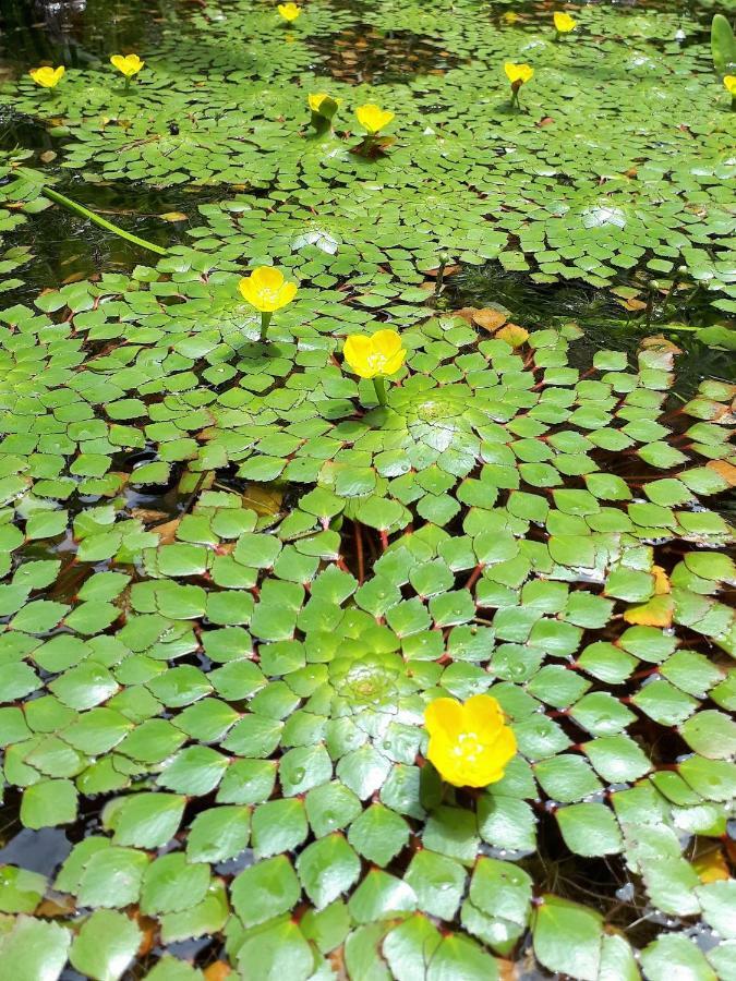 Sari Village Jungle Retreat Pantai Cenang  Dış mekan fotoğraf