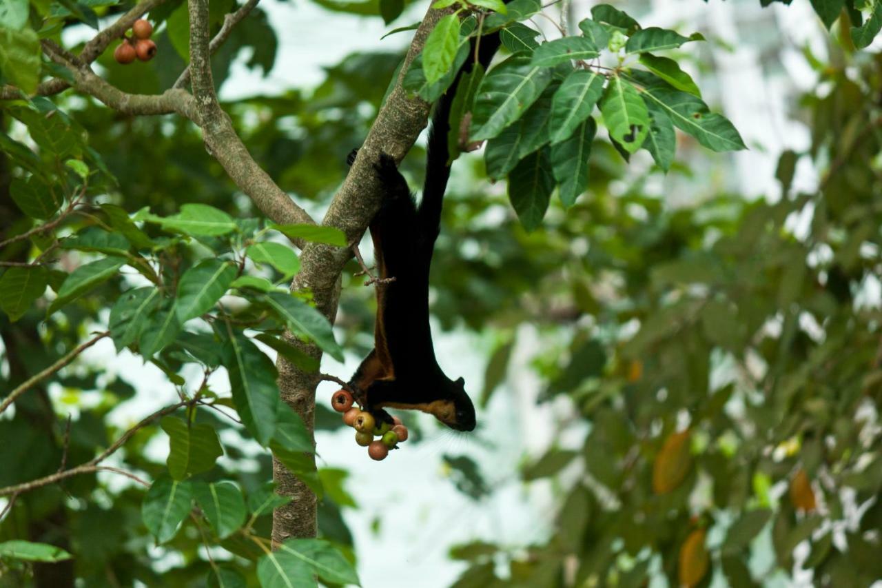 Sari Village Jungle Retreat Pantai Cenang  Dış mekan fotoğraf